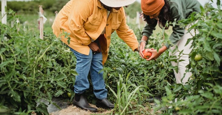 production-agricole